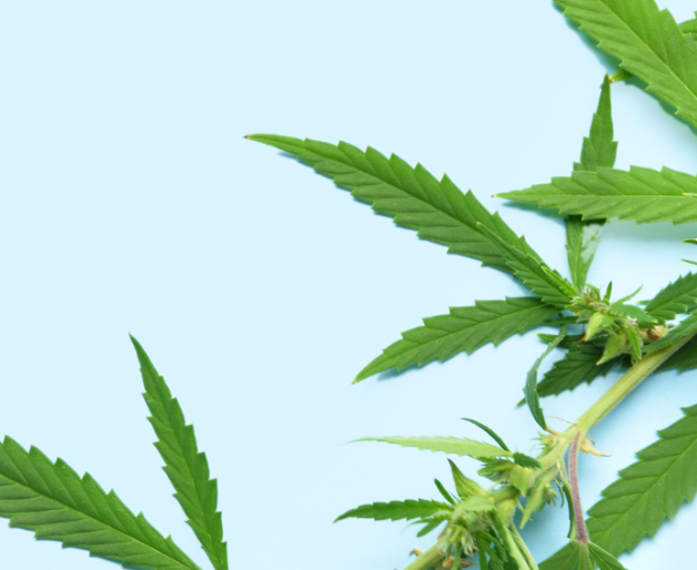 Cannibis Background